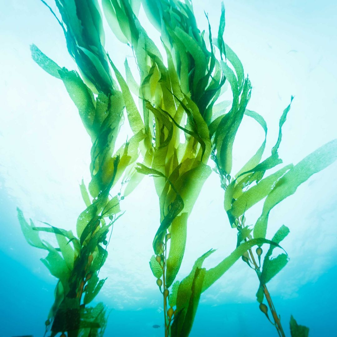 Algues vertes marines ondulant sous l'eau turquoise, illustration de l'ingredient naturel du gel Nuru - Oh My God'Z